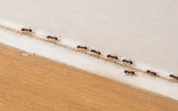 A trail of small brown ants running along a skirting board