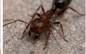 Bull ant, large with long jaws, found in Melbourne gardens