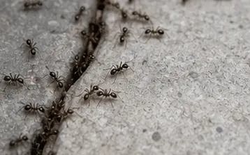 Black ants nesting in the joints between outdoor pavers