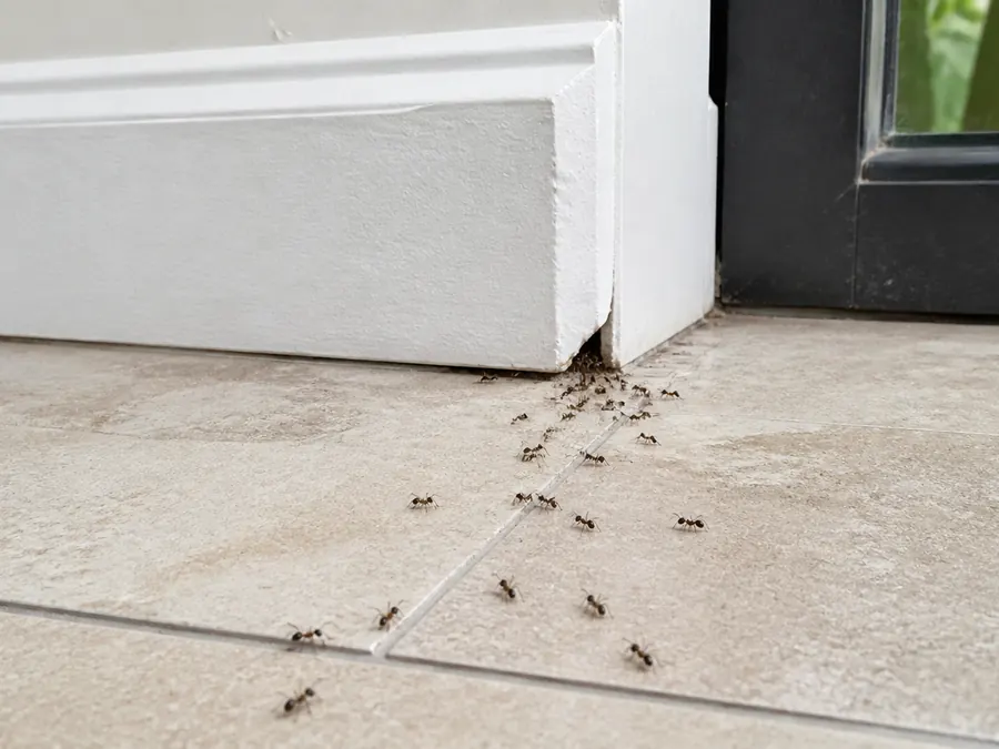 Ant trail coming in under a sliding door threshold