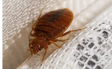 Adult bed bug, flat, oval and reddish brown