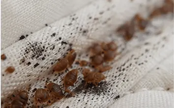 Cluster of bed bugs and eggs hiding in a mattress seam
