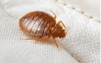 Adult bed bug on a mattress, about the size of an apple seed