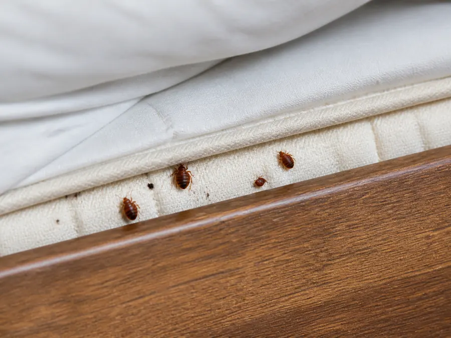 Bed bugs and dark spotting along the edge of a mattress