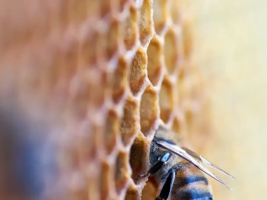 Honey bee on wax comb inside a hive