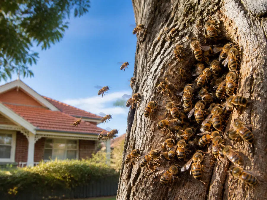 Honey bee colony clustered in a tree beside a Melbourne home