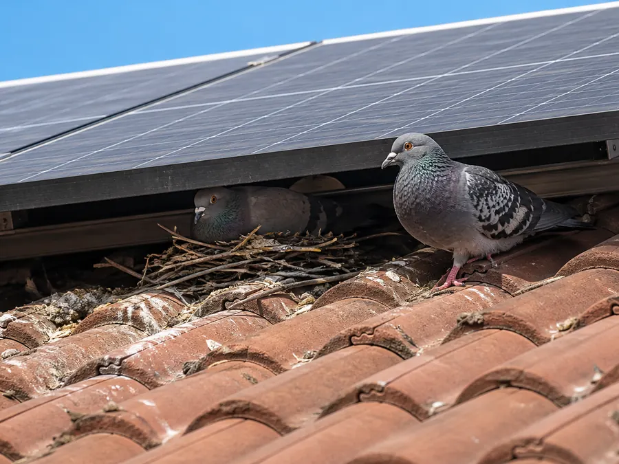 Pigeon beside its nest under a solar panel on a Melbourne roof