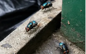 Blowflies with metallic green bodies on a bin edge