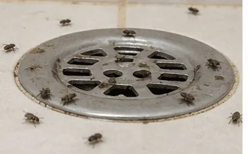 Small drain flies around a floor drain