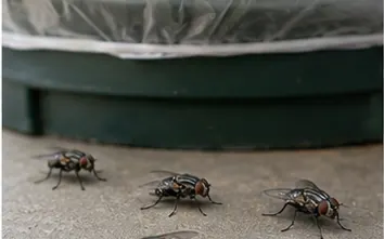 House flies on the ground beside a wheelie bin