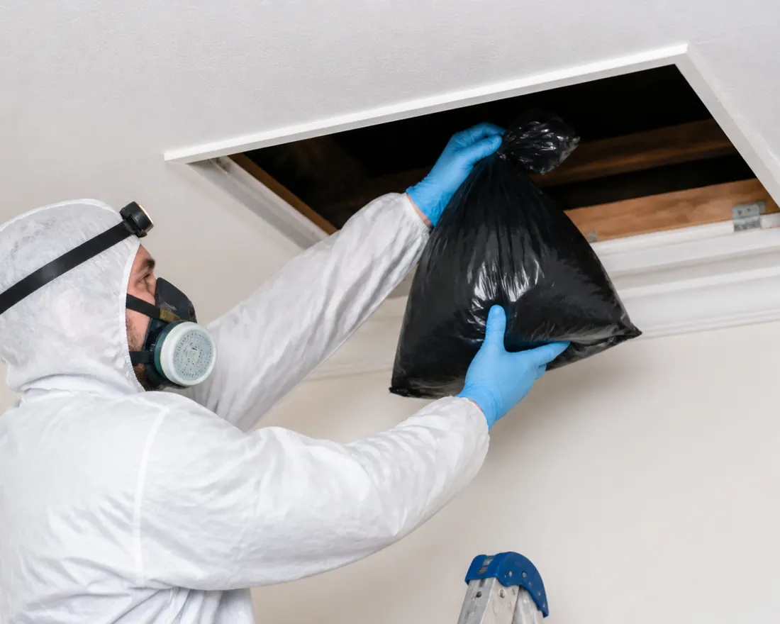 Pest Shield technician in protective gear removing a dead animal through a ceiling hatch