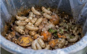 Maggots in a rubbish bin full of food waste