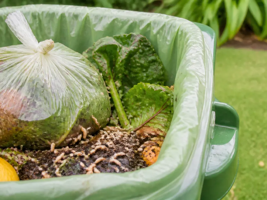 Food waste in a garden bin that attracts flies and maggots