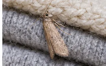 Clothes moth on wool fabric