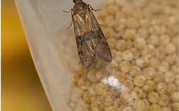 Pantry moth on a bag of stored grain
