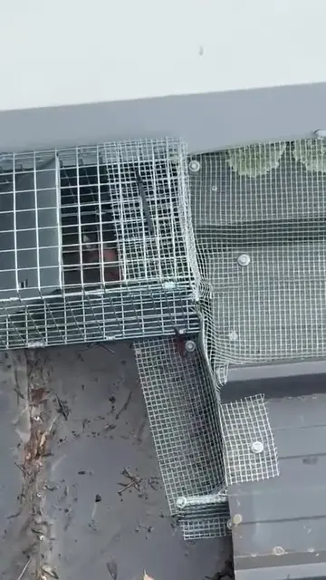 Galvanised mesh fitted along a roof edge entry point