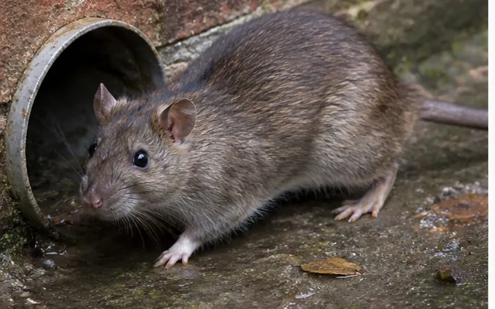 Norway rat, the large brown rat of Melbourne sub floors and drains