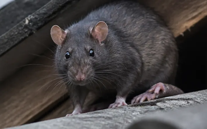 Roof rat, the slim climbing rat found in Melbourne ceilings