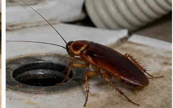 American cockroach, large and reddish brown