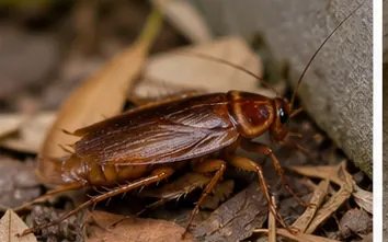 Australian cockroach with pale yellow edges