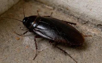Oriental cockroach, dark and glossy