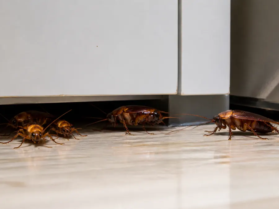 Cockroaches coming out from under a kitchen kickboard