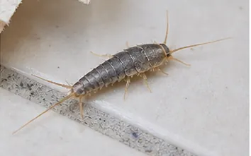 Silverfish, silver grey and carrot shaped