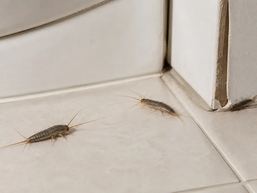 Silverfish on a bathroom floor beside the skirting