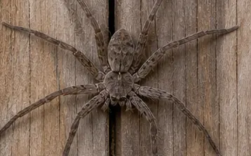 Huntsman spider on a wall, large, flat and long legged