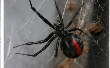 Redback spider with the red stripe on its black abdomen