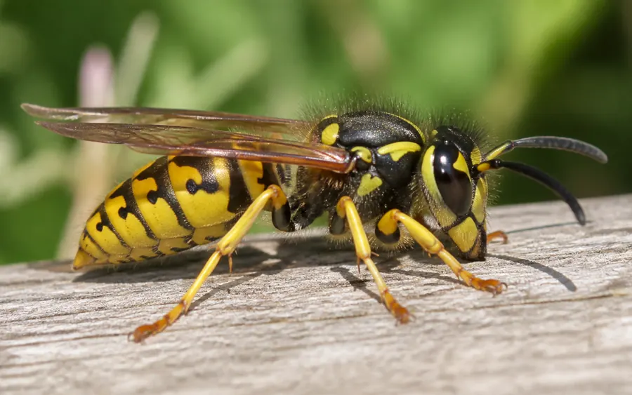 European wasp, bright yellow and black