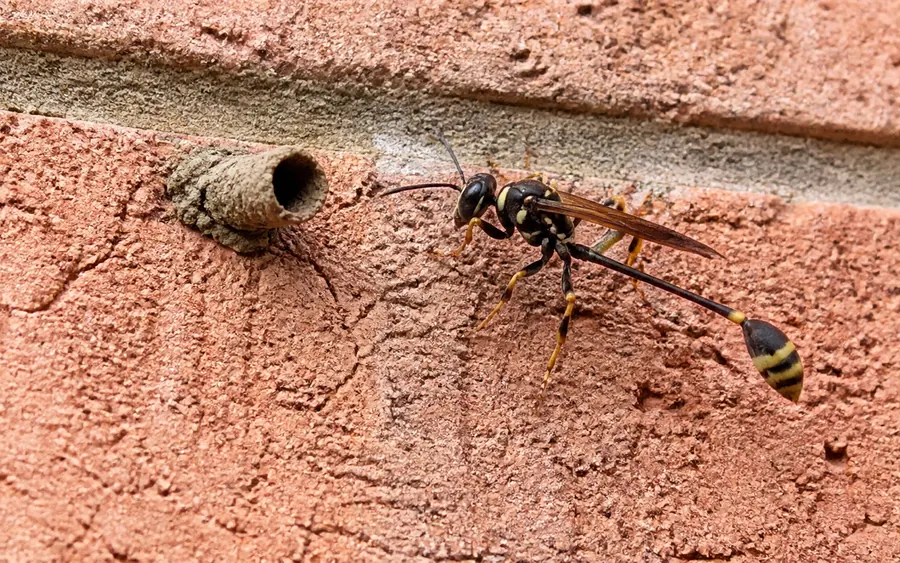 Mud dauber wasp and its mud nest