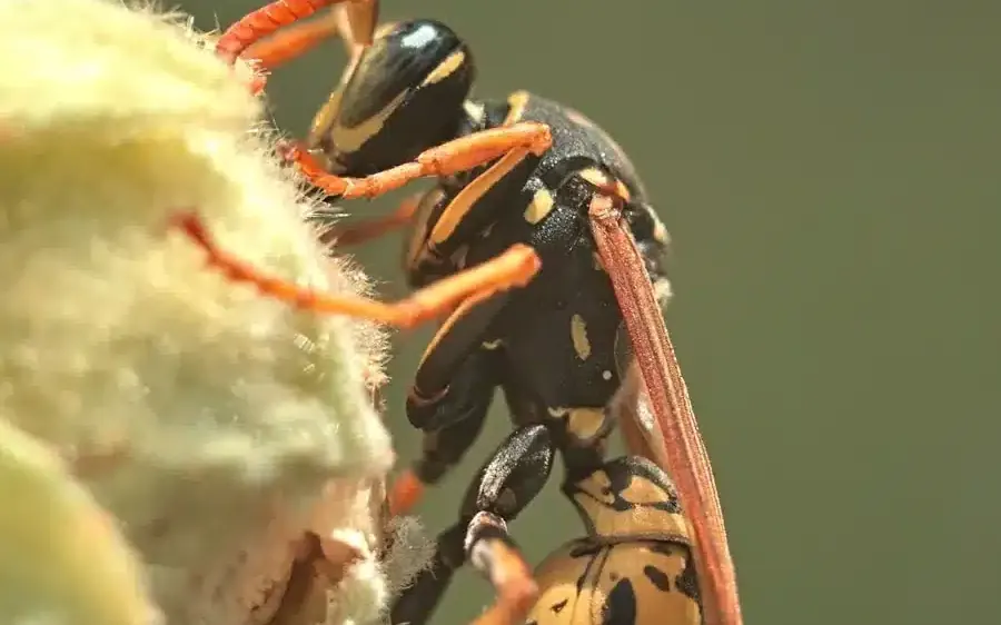 Paper wasp with long orange legs on its comb